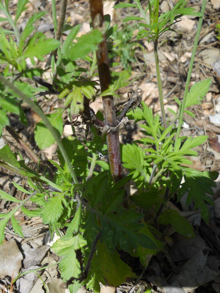 Fiore lilla - Scabiosa sp.